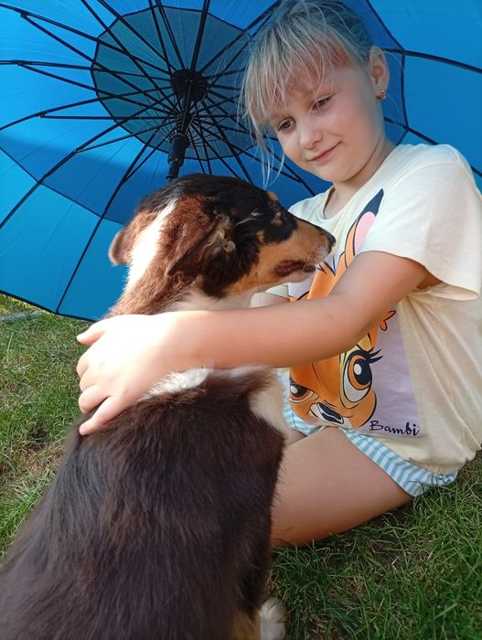 Owczarek szkocki collie