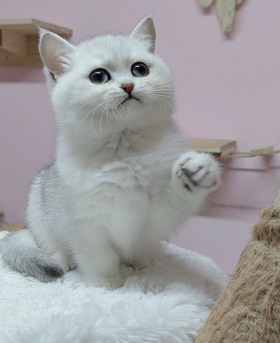 British shorthair silver