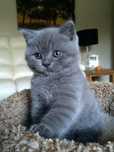 Scottish Fold rezerwacja