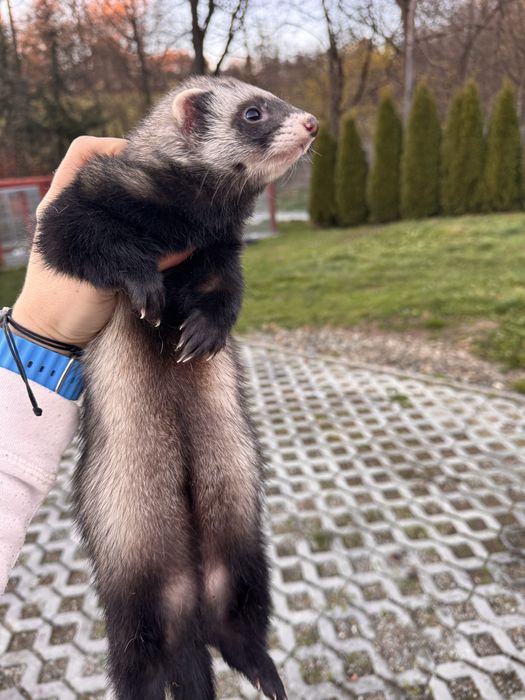 Fretka - samica rok i pòł