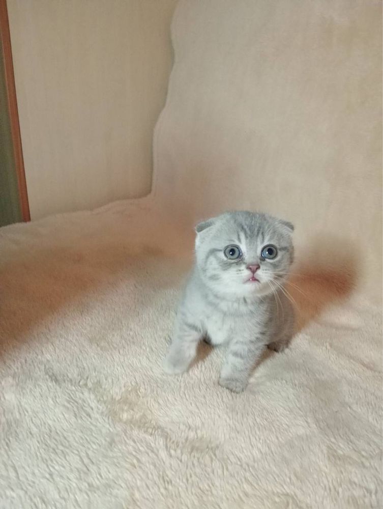 Случка породистого Кота, вислоухий Шотландец(Scottish-Fold)