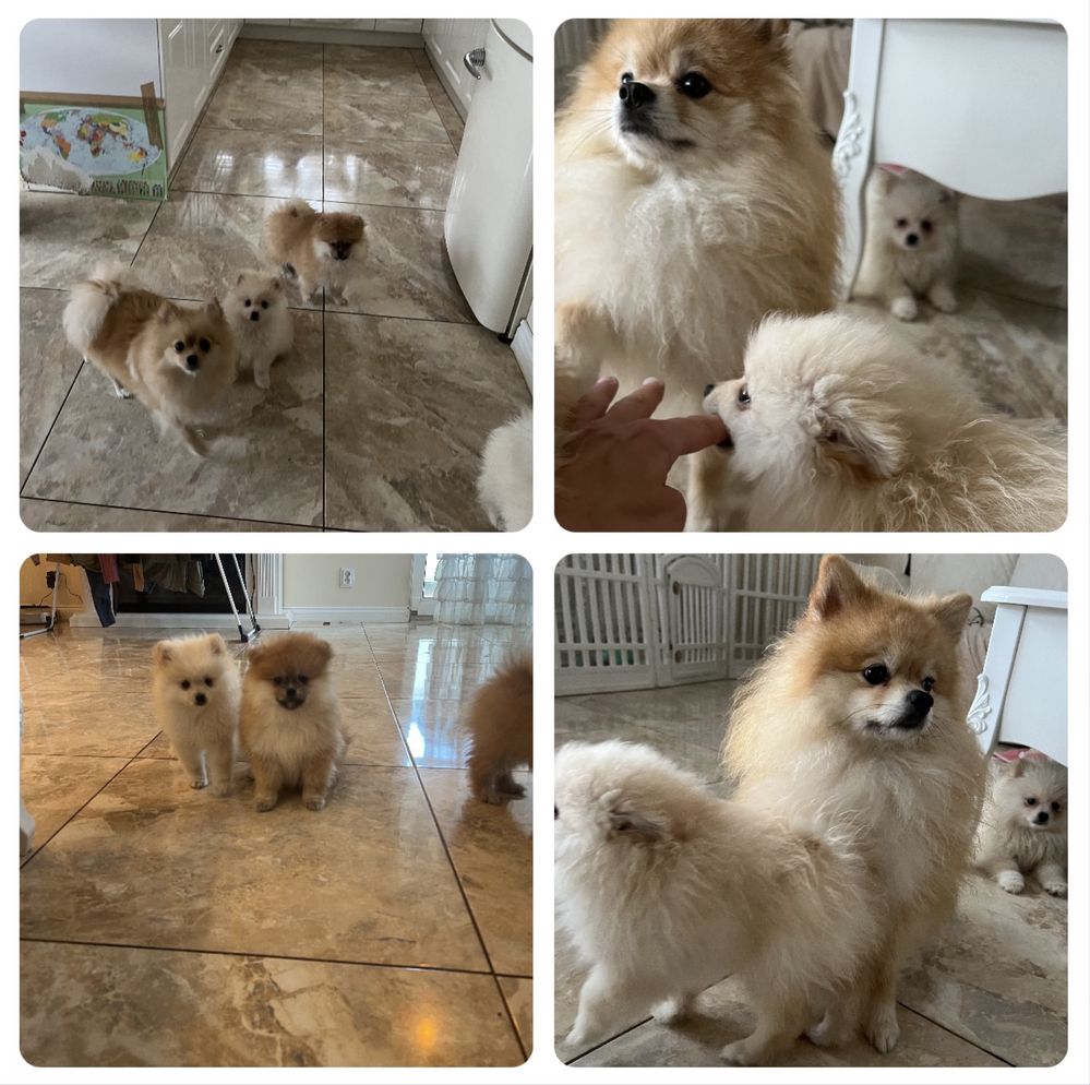 Szpic miniaturowy pomeranian miś xs krem słodziak