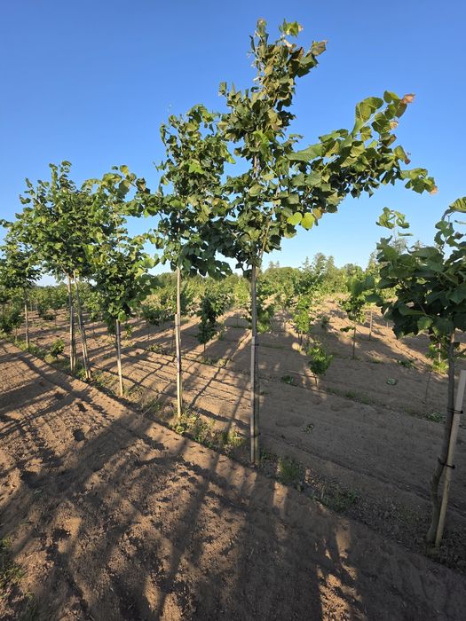 Lipa drobnolistna donica goły korzeń. Hurt detal