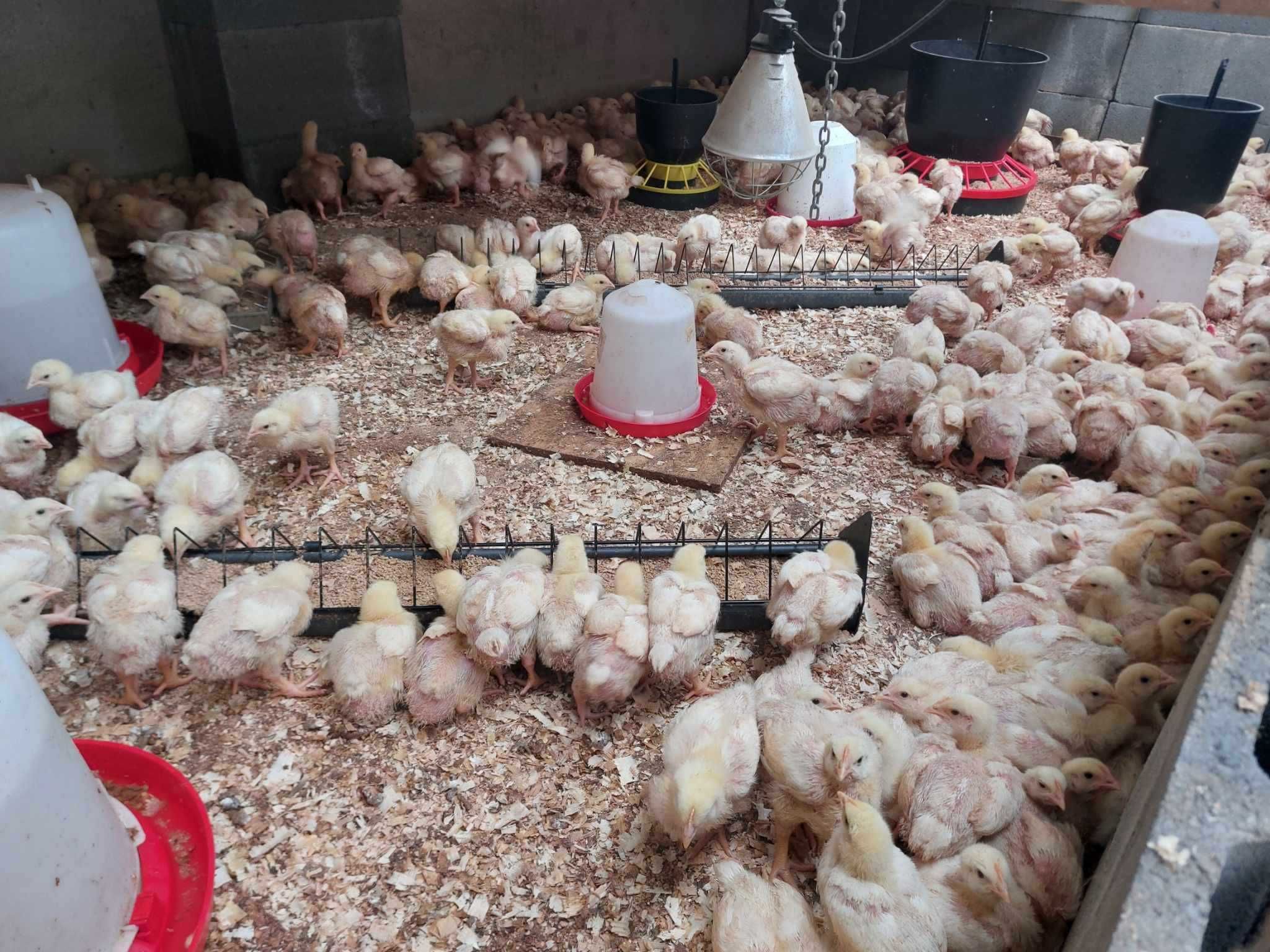 Kurczaki Brojlery 3 tyg do dalszego odchowu nie(kaczki, gesi, kury)