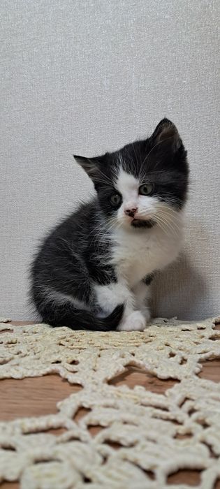 Котенок вислоухой мамы