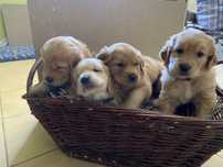 Szczenięta rasy golden retriver z rodowodem
