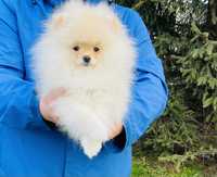 Szpic miniaturowy Pomeranian FCI