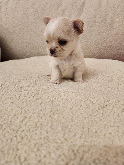 FCI Chihuahua Długowłosa Kremowa Perełka ***NELL***