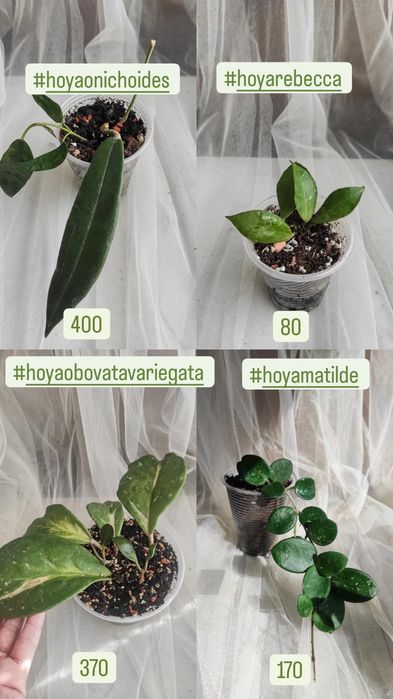Хойя, Callistophylla, Rebecca, Crassipetiolata, Matilda, Onychoides