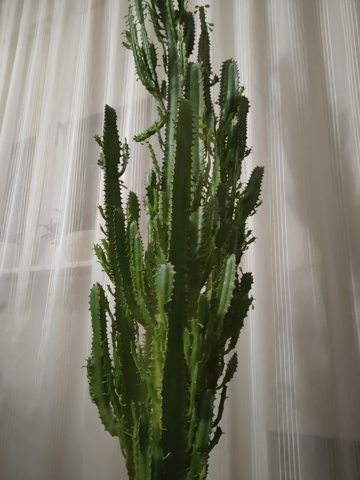 Roślina kaktus Wilczomlecz trojżebrowy Euphorbia trigona + doniczka