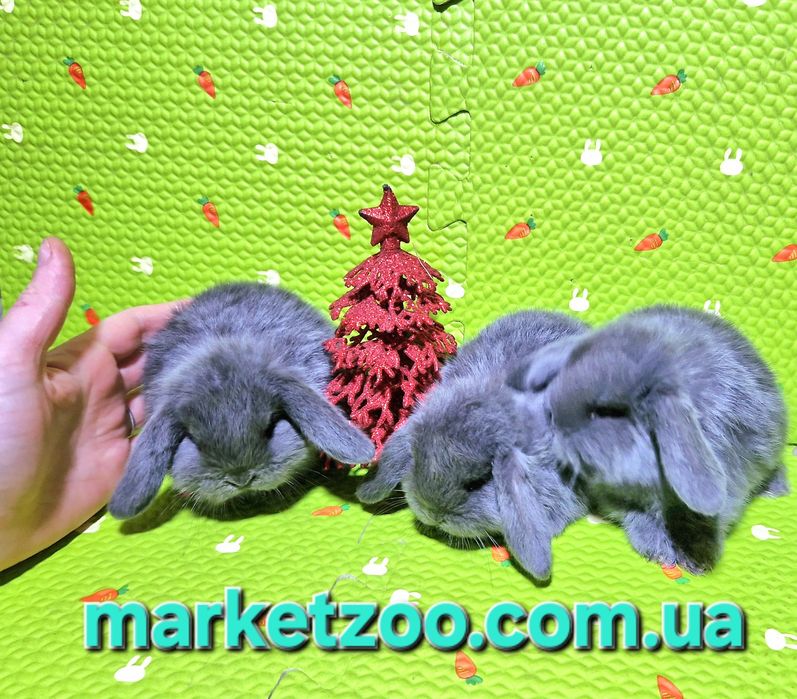 Ексклюзивна пропозиція для справжніх цінителів краси та ніжності!