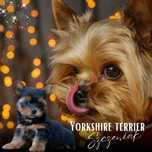 Yorkshire terrier sunia