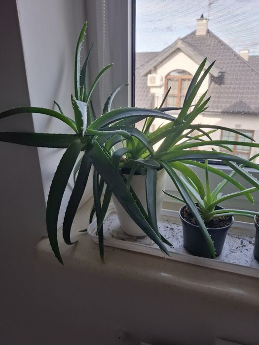 Kwiaty doniczkowe sansewieria,aloes, anginka