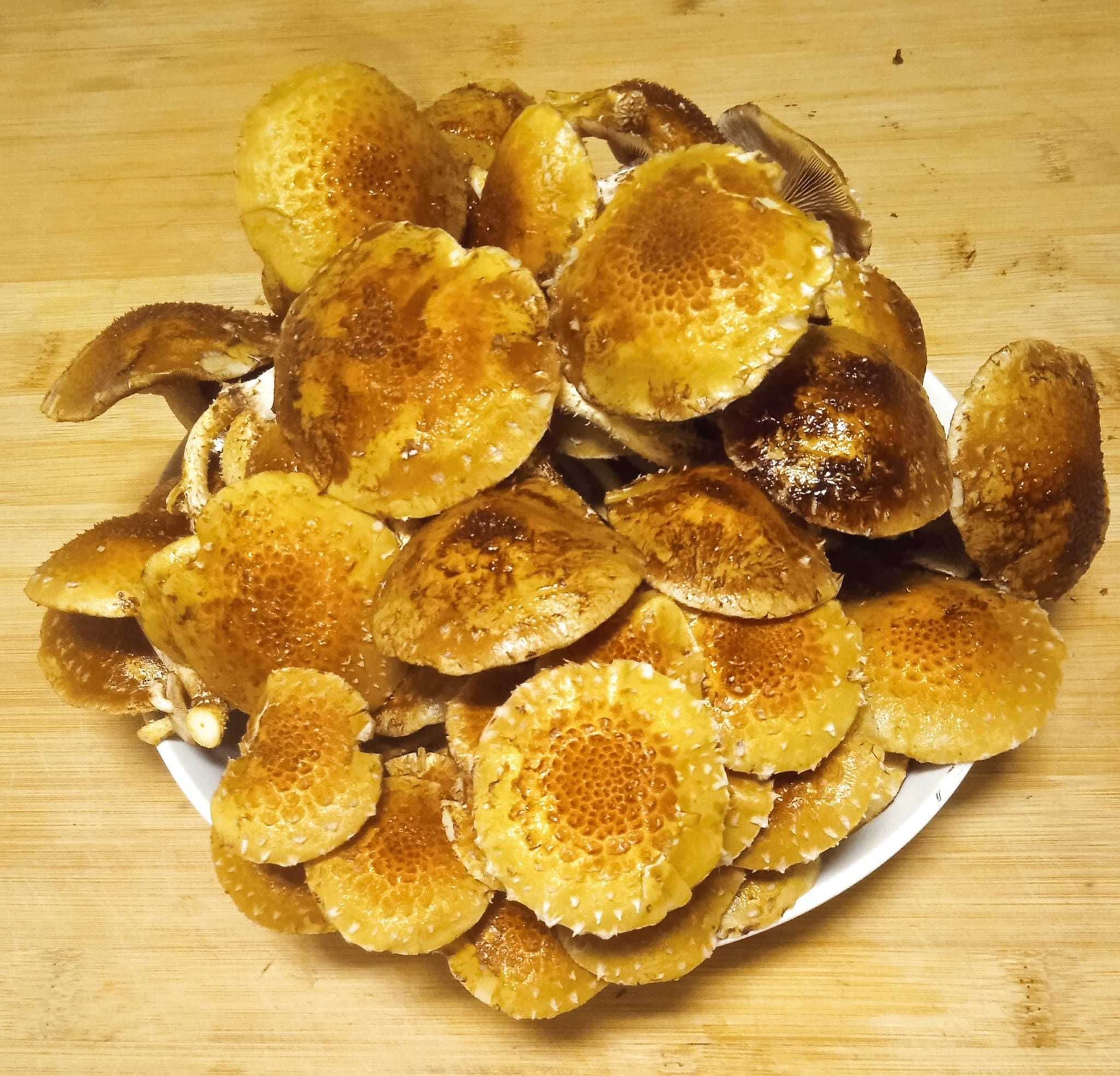Cogumelos frescos - Pholiota Adiposa