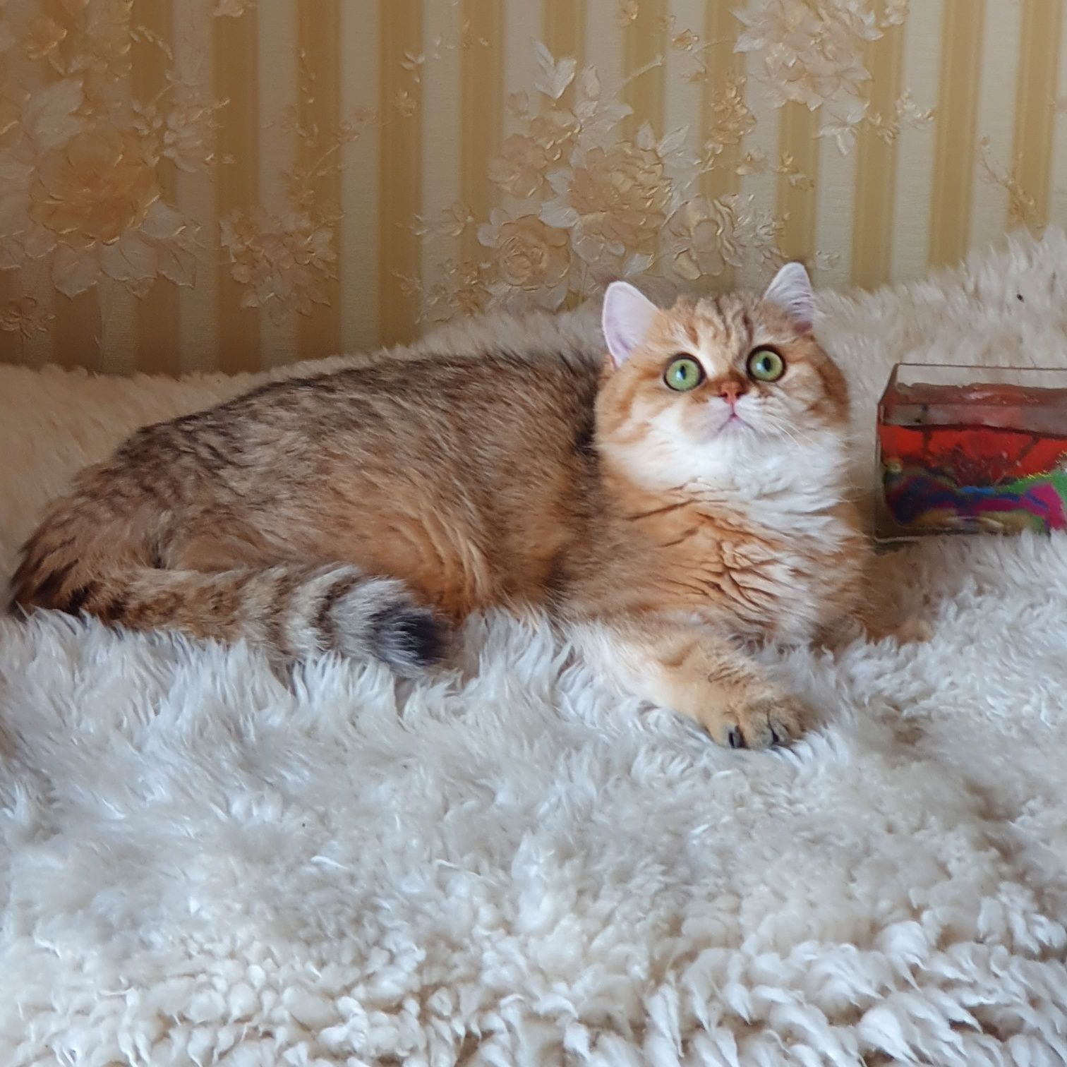 Золотая британская шиншилла кошечка кошка котята