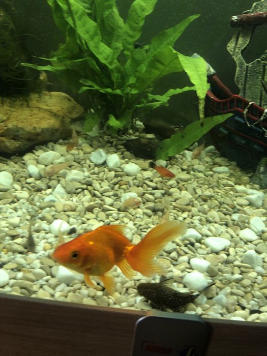 Ryba welon złota rybka