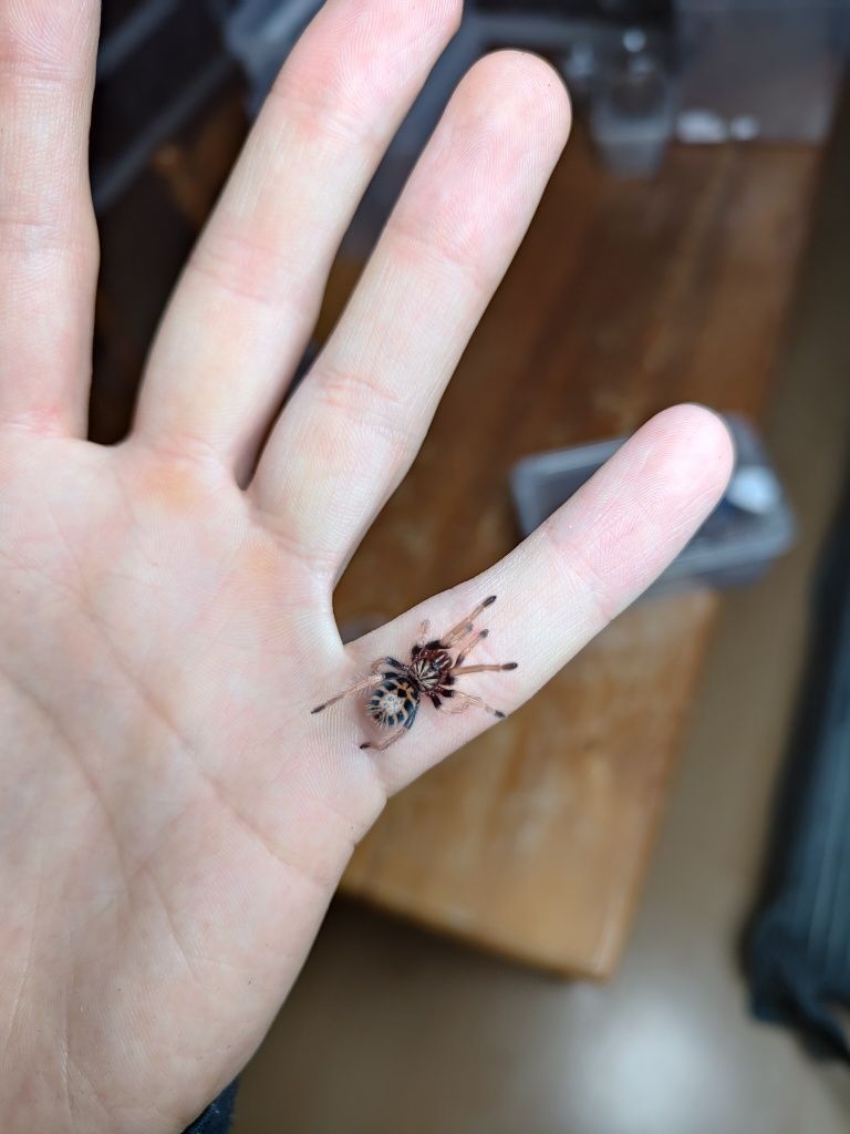 Chromatopelma cyaneopubescens L2