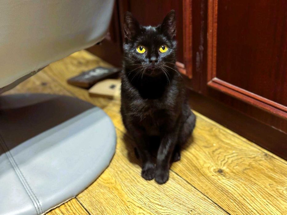 Kotka Sabrina o bursztynowych oczach