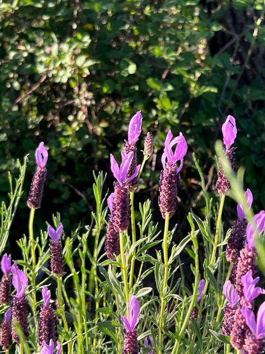 Terreno Rustico a beira da Ribeira na Serra da Estrela