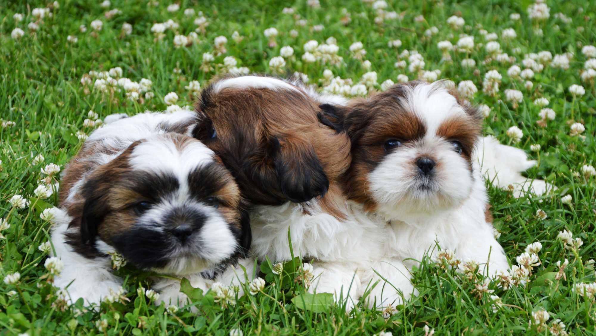 Shih-tzu piesek wychowany