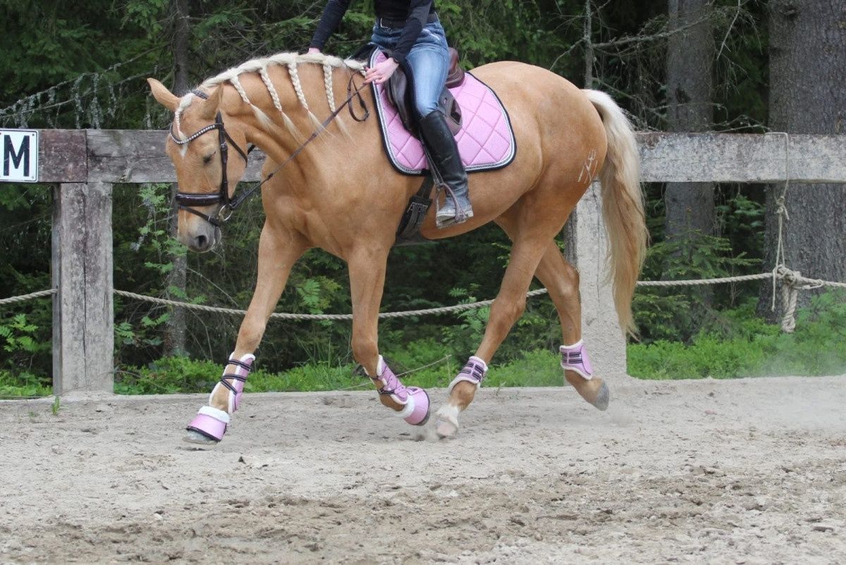 Klacz prosto od hodowcy. Startuje L, palomino