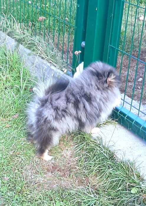 Chłopczyk Szpic miniaturowy pomeranian