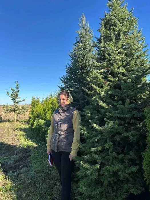 Новорічна ялиця, 190 см. Новогодняя елка