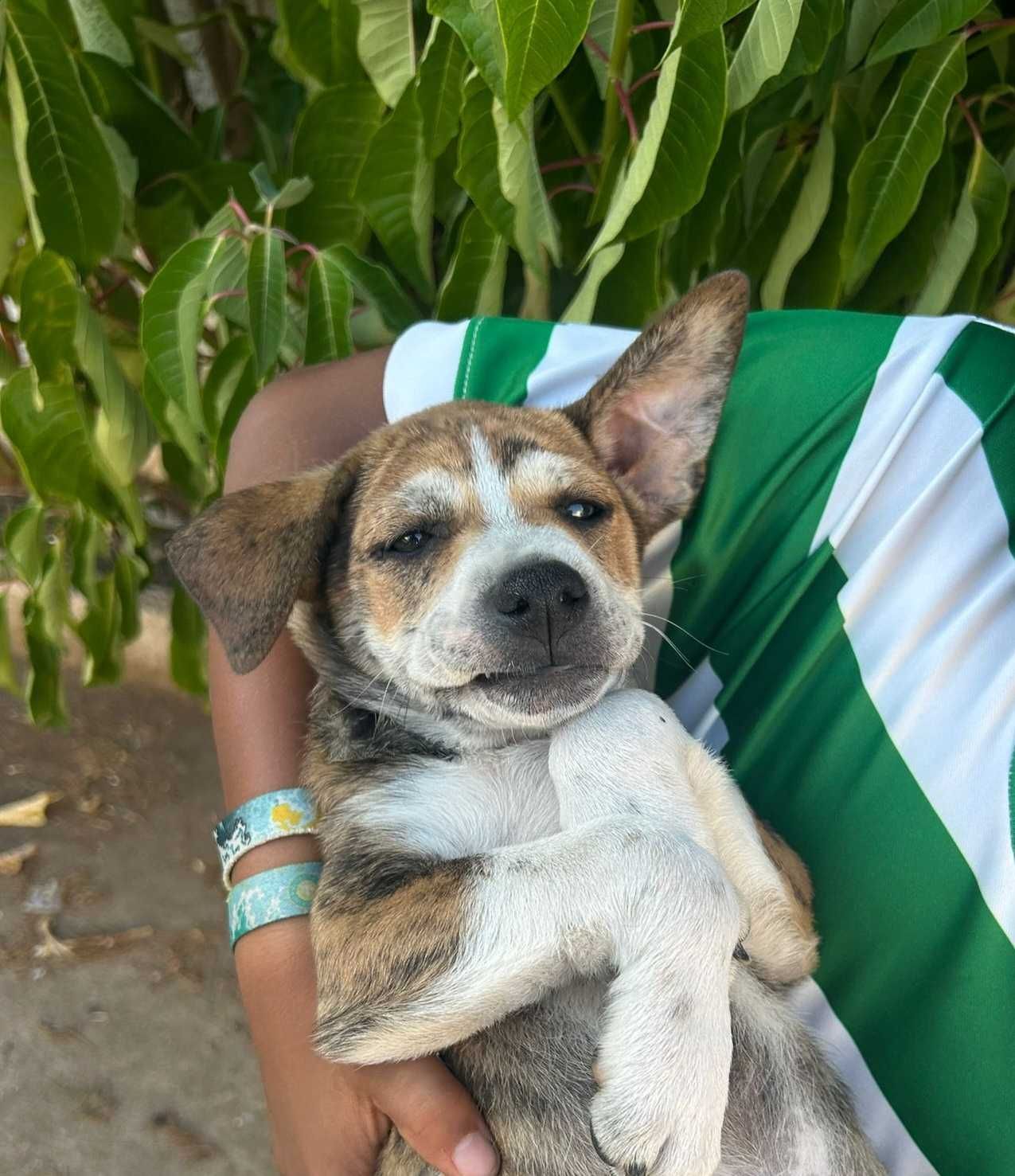 Patudo para adoção  consciente
