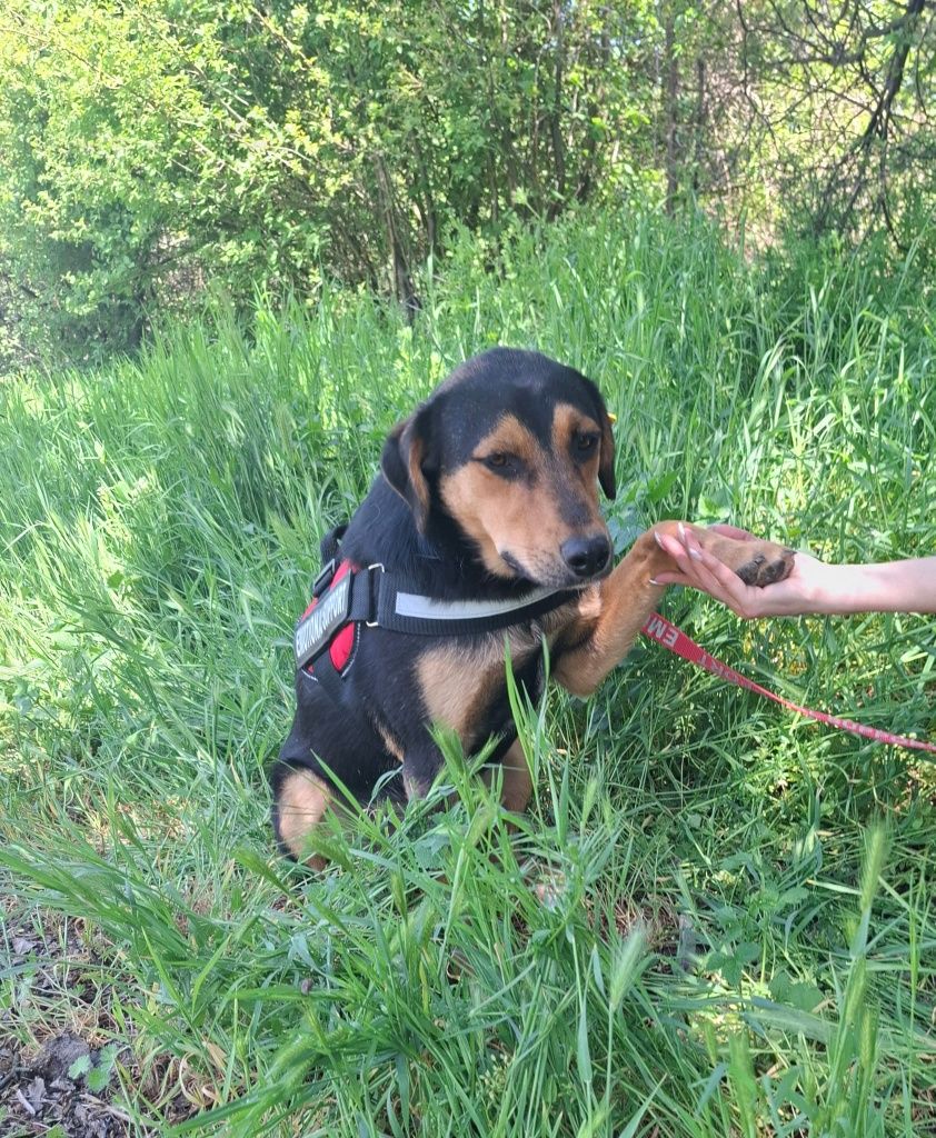 MURA - 10 mięs. Socjalna sunia