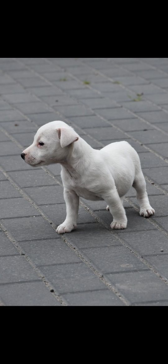 Jack Russel Terrier Suczka!