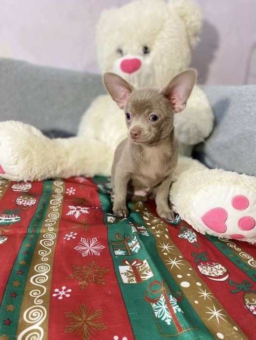 Лиловый чихуашка