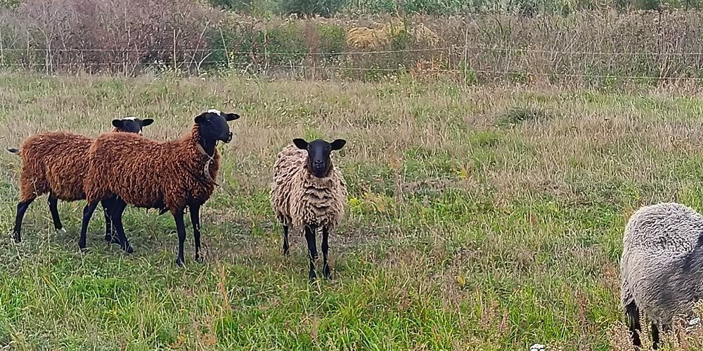 Вівці , ярки , овечки 75грн/кг