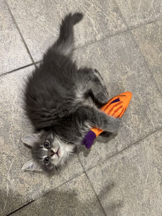 Мейн-Кун Мальчик с Гривой Blue Silver Tabby ,котята