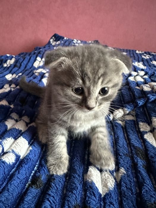 Кошенята висловухі