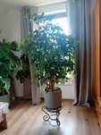Ficus Benjamin wieloletni fikus drzewko