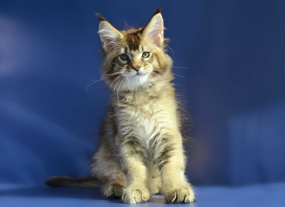 Роскошный мальчик. Мейн кун