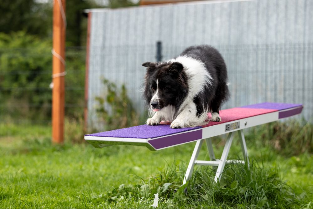 Border collie- ZKwP/FCI
