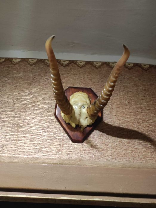 Продам роги оленя, косулі,лані,сайгак