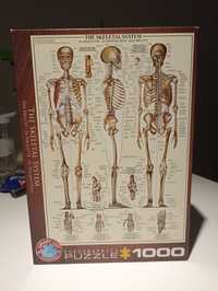 Puzzle 1000 The Skeletal System