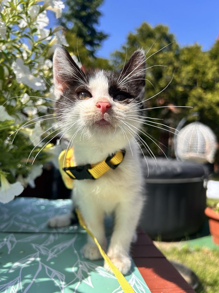 Kochany misio do adopcji