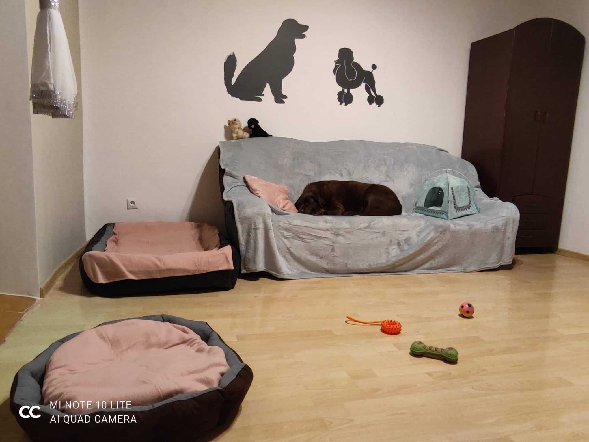 Hotel domowy dla psów zwierząt PsiTulaskowo opieka behawiorysty