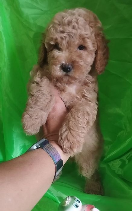 Супер малыш той пуделек