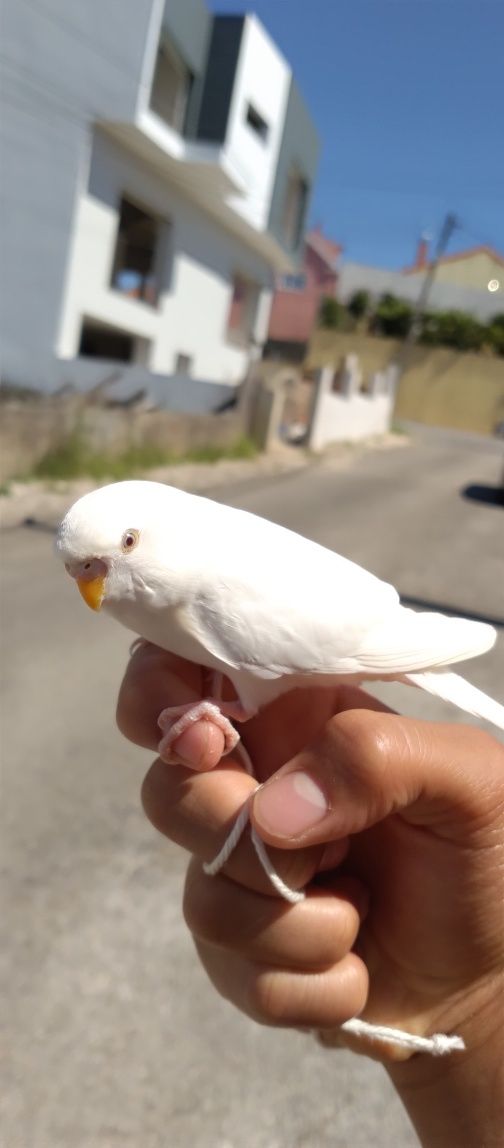 Domestico Aves de todos os tamanhos