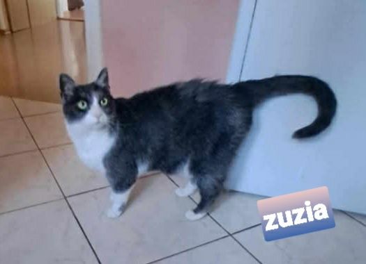 Dorosła ,wysterylizowana 7 letnia kotka Zuzia szuka domku.
