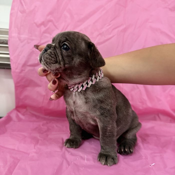 Menina buldog frances