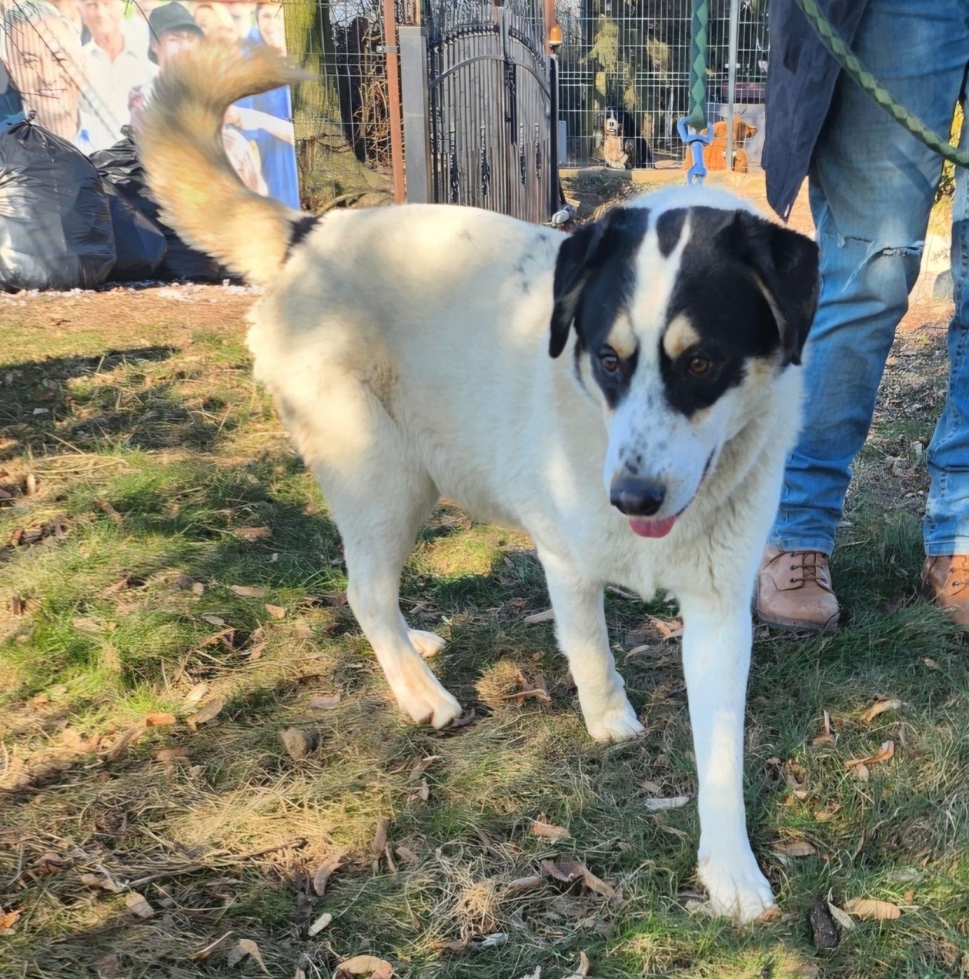 Lakuś do adopcji
