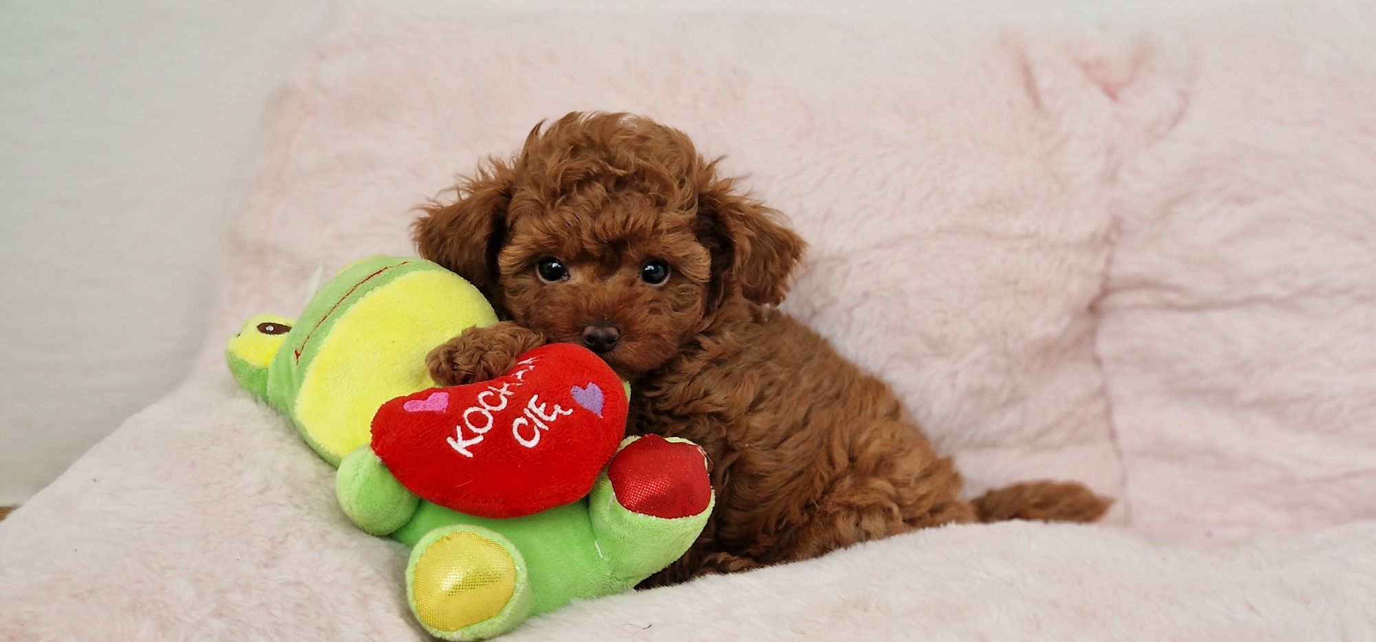 Pudel toy,  red-brown,  suczka