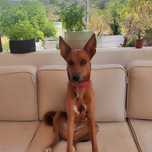 Cadela para adopcao