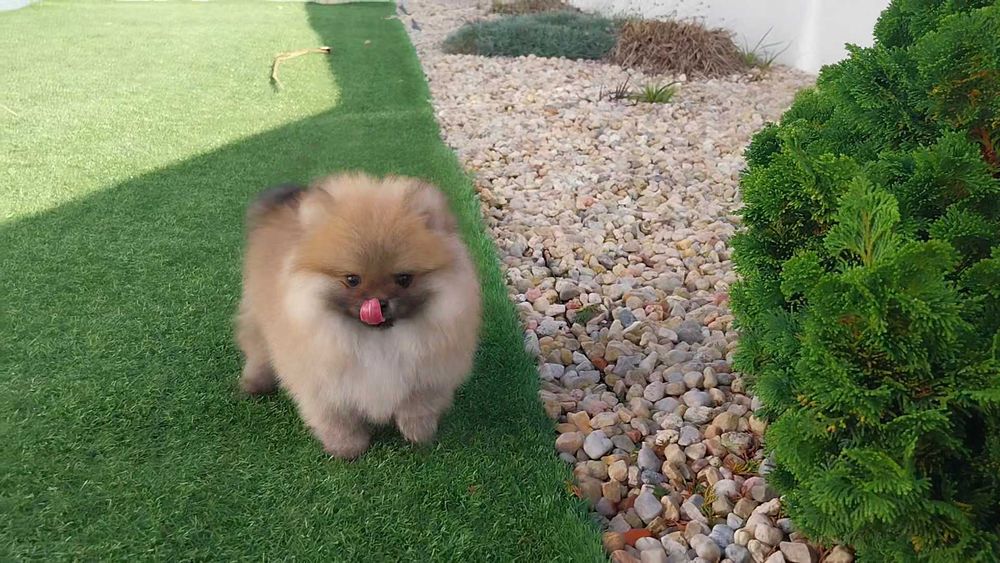 Lulu da Pomerânia com LOP (Pedigree) e Afixo