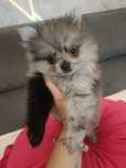 Zjawiskowa suczka Blue -merle**Amelka** szpic miniaturowy pomeranian**